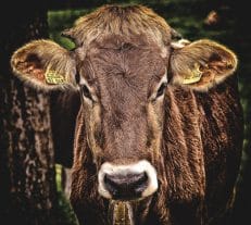 Animal Health and Husbandry