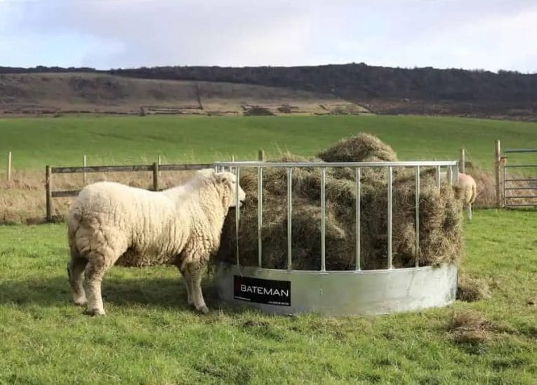 Bateman Sheep Ring Feeder