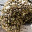 wasps