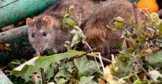 Rodent Bait