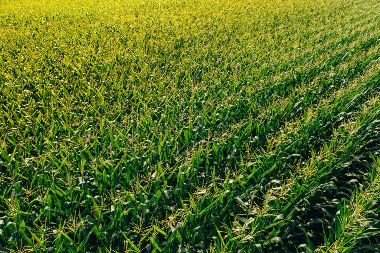 wheat-in-the-making